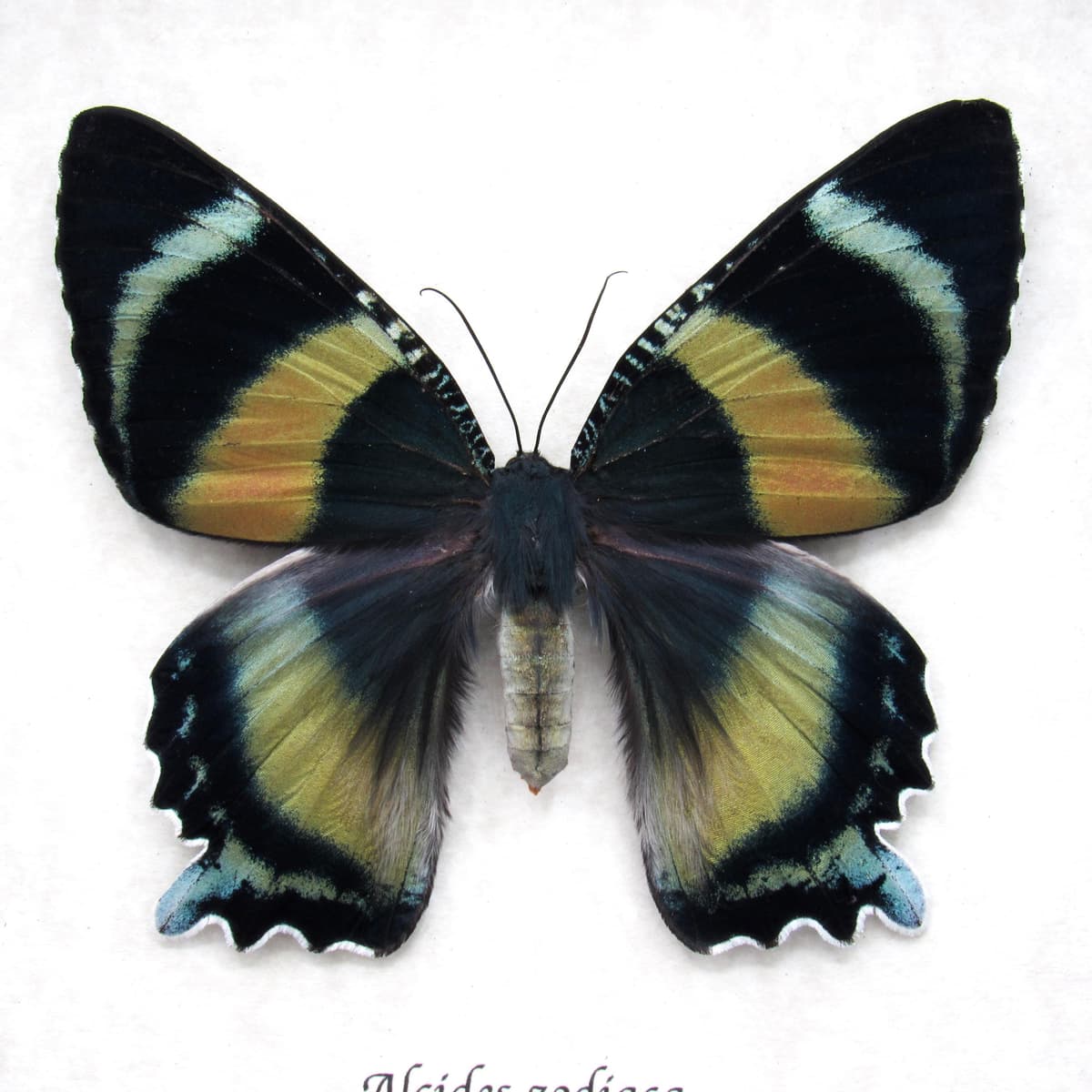 Rare framed Zodiac moth taxidermy - Alcides zodiaca - large female