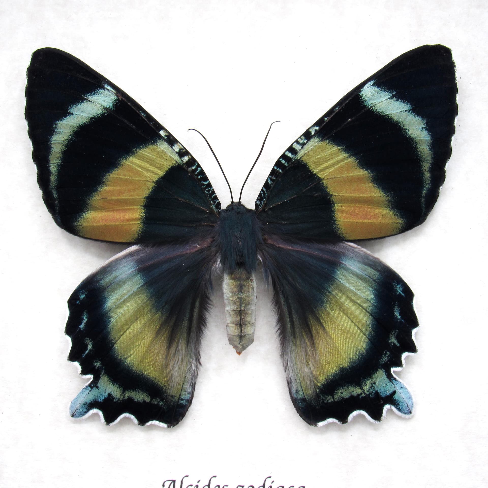 Rare framed Zodiac moth taxidermy - Alcides zodiaca - large female