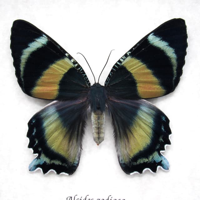Rare framed Zodiac moth taxidermy - Alcides zodiaca - large female
