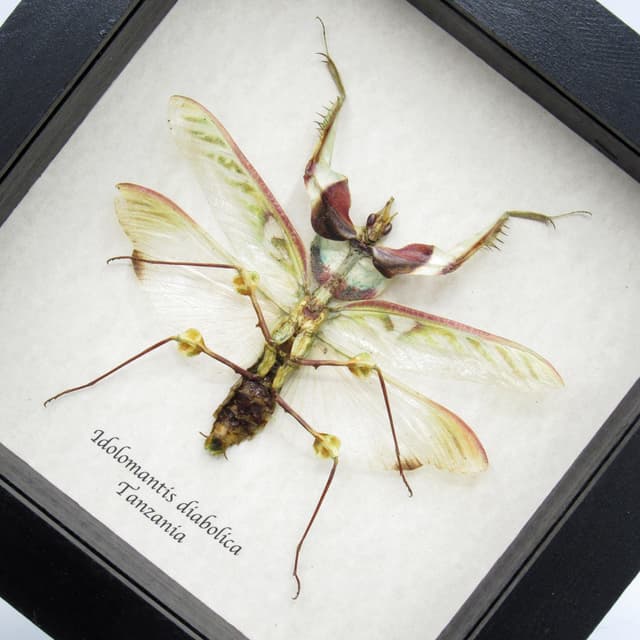 Real Giant Devils praying mantis framed taxidermy - Idolomantis diabolica winged adult - male