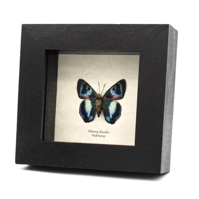 Real metallic blue Skipper butterfly framed taxidermy - Hasora discolor