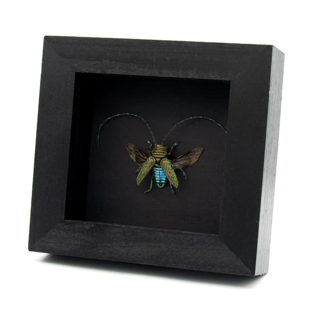 Real Longhorn beetle framed taxidermy - Zographus regalis