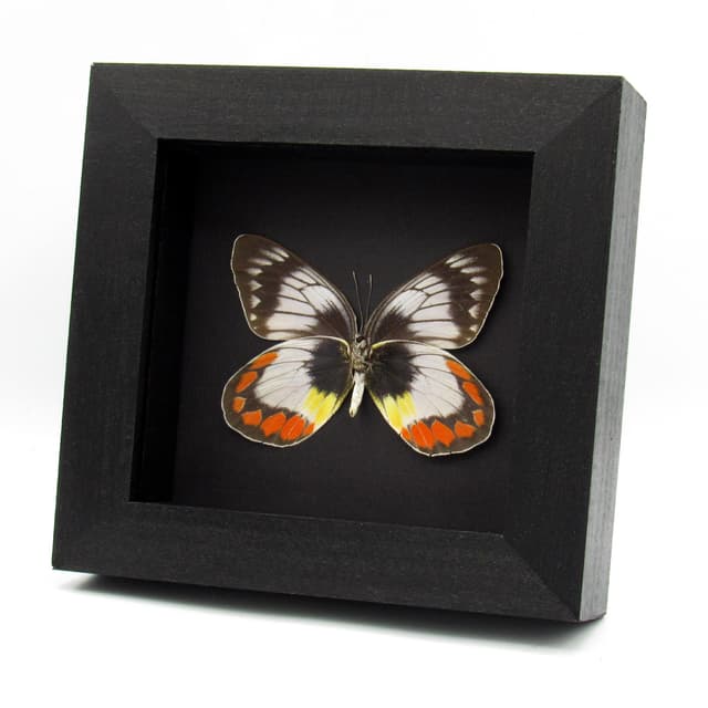Rare pale lavender Delias butterfly framed taxidermy - Delias mitisi - large female