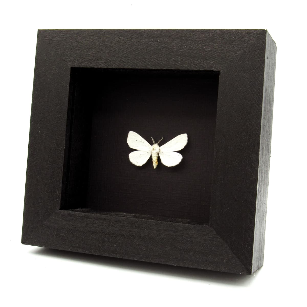 Real Virginia Tiger moth framed taxidermy - Spilosoma virginica