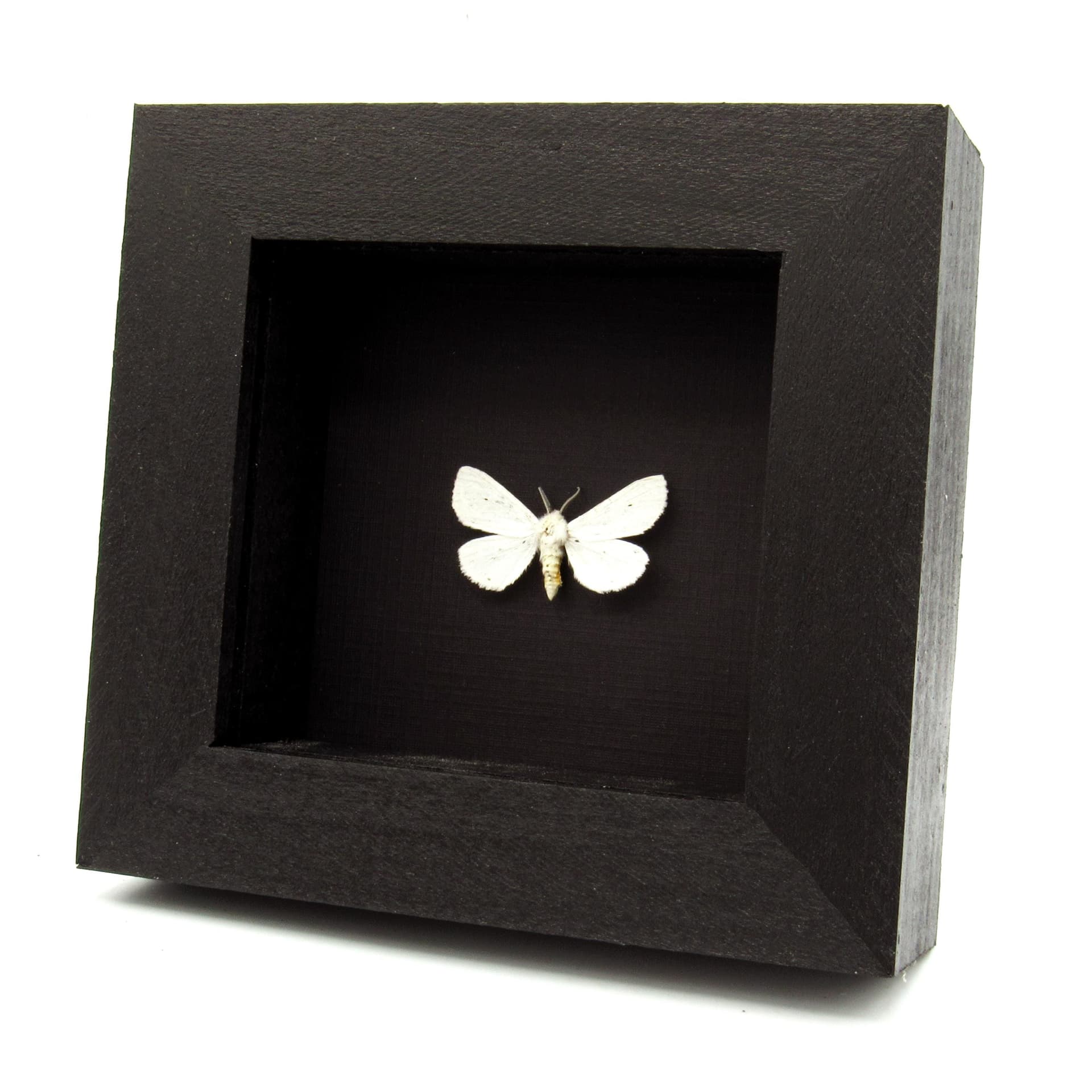 Real Virginia Tiger moth framed taxidermy - Spilosoma virginica