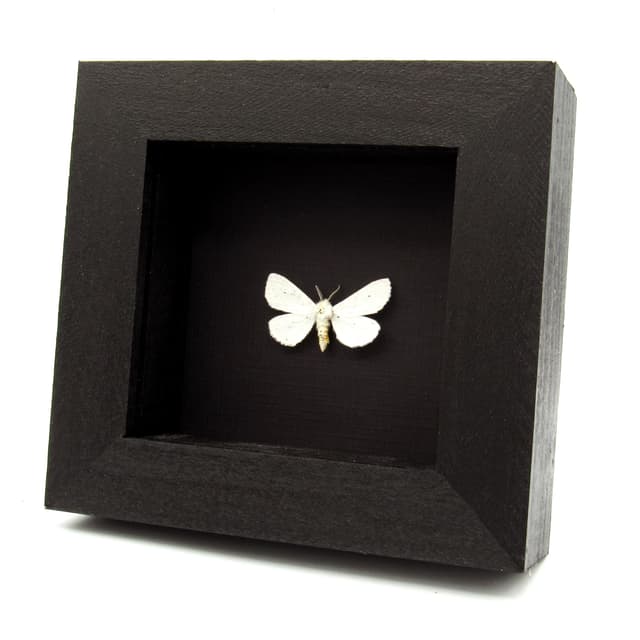 Real Virginia Tiger moth framed taxidermy - Spilosoma virginica