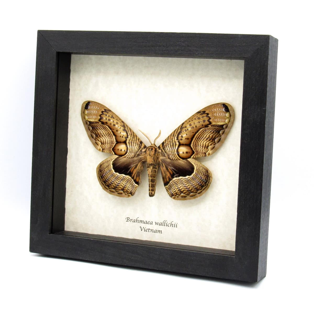 XXL Brahmin moth framed taxidermy - Brahmaea wallichii - female