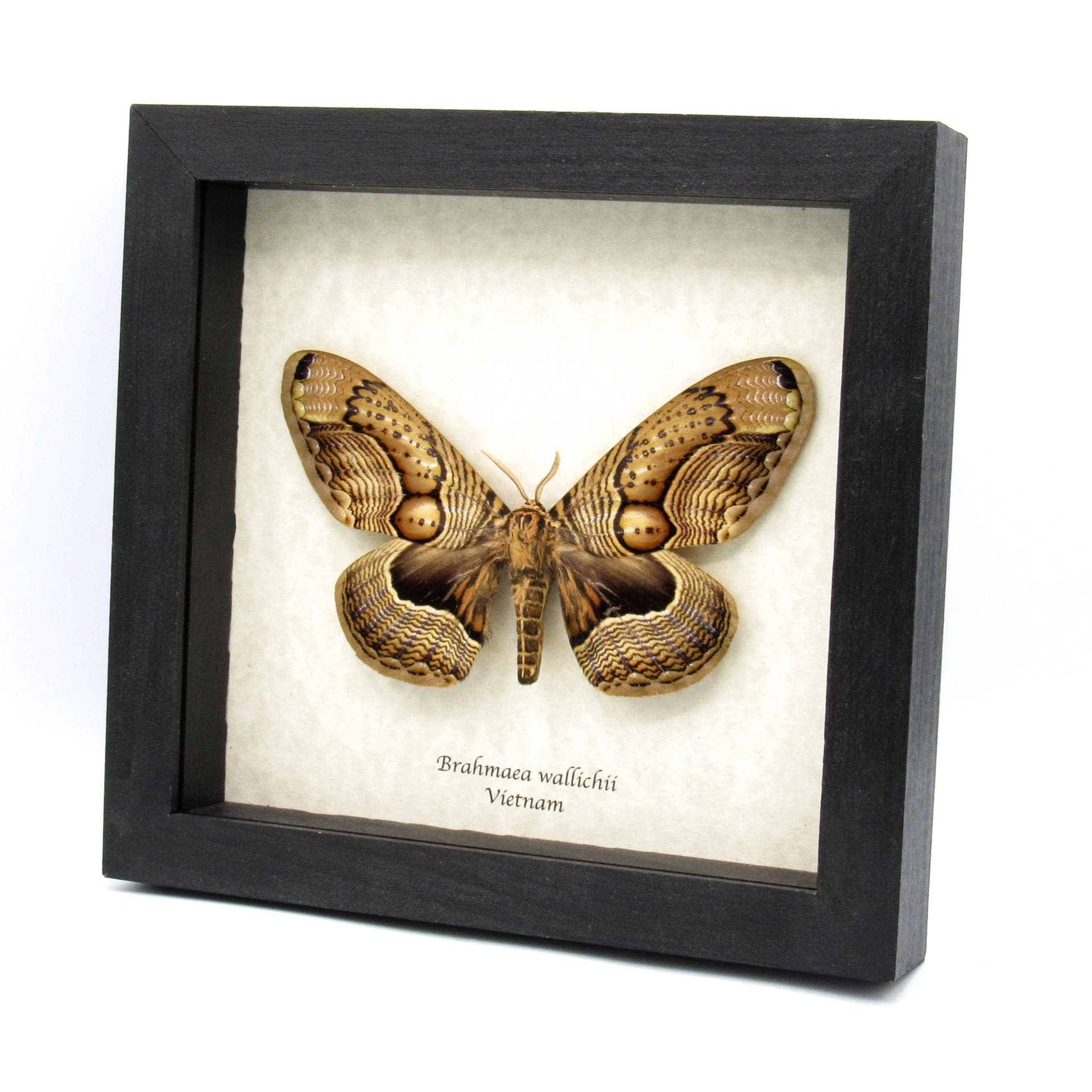 XXL Brahmin moth framed taxidermy - Brahmaea wallichii - female