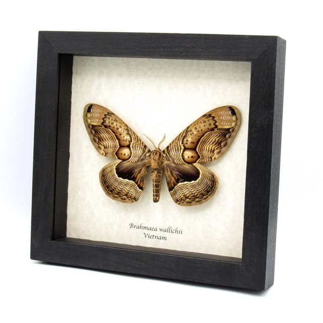 XXL Brahmin moth framed taxidermy - Brahmaea wallichii - female