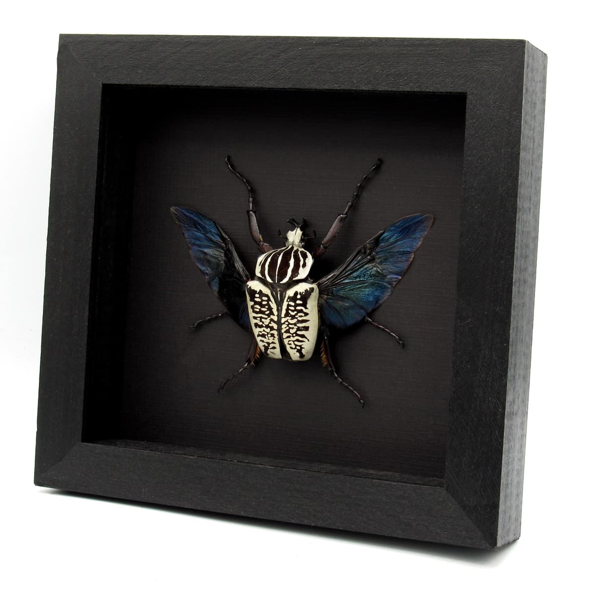 Real large flower beetle framed taxidermy - Goliathus albosignatus kirkianus