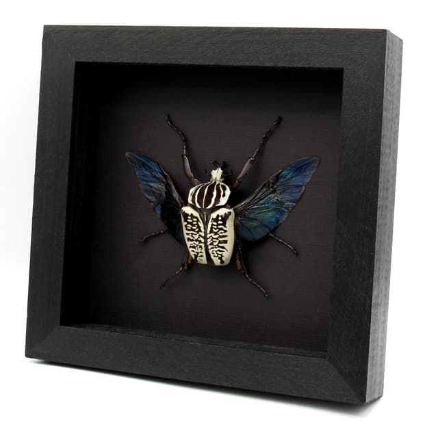 Real large flower beetle framed taxidermy - Goliathus albosignatus kirkianus