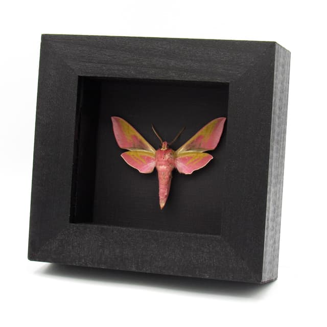 Real pink Elephant Hawk moth framed taxidermy - Deilephilia elpenor