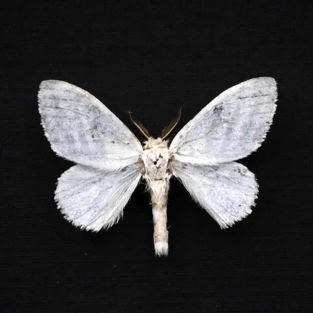 Real Pearly White moth framed taxidermy - Leucoma bicolorata