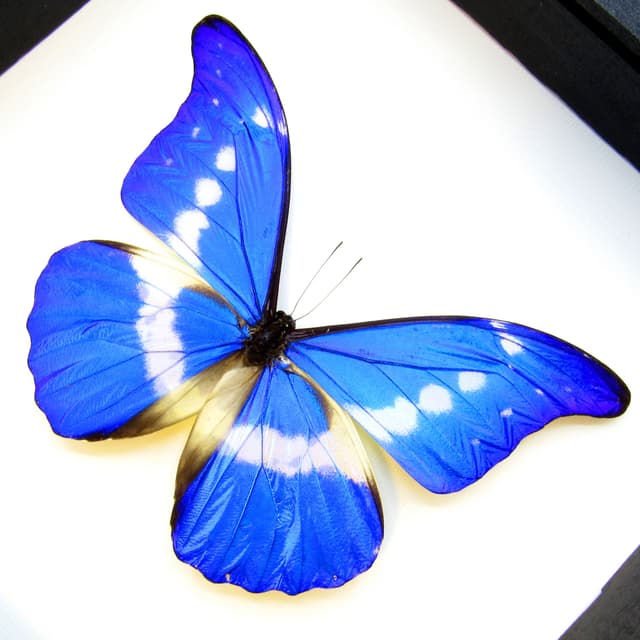 Real XL metallic blue Morpho butterfly framed taxidermy - Morpho rhetenor helena