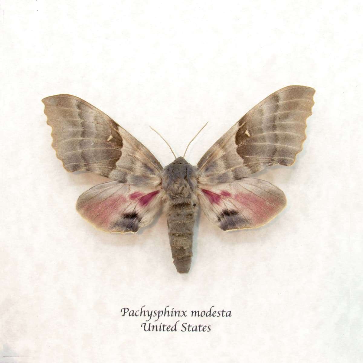 Real Giant Poplar Sphinx moth framed taxidermy - Pachysphinx modesta - female