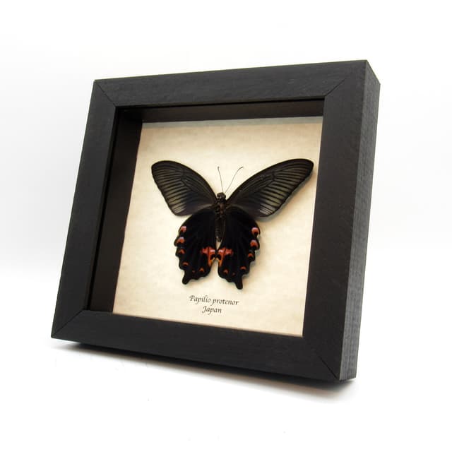Real Black Spangle Swallowtail butterfly framed taxidermy - Papilio protenor - Victorian mount