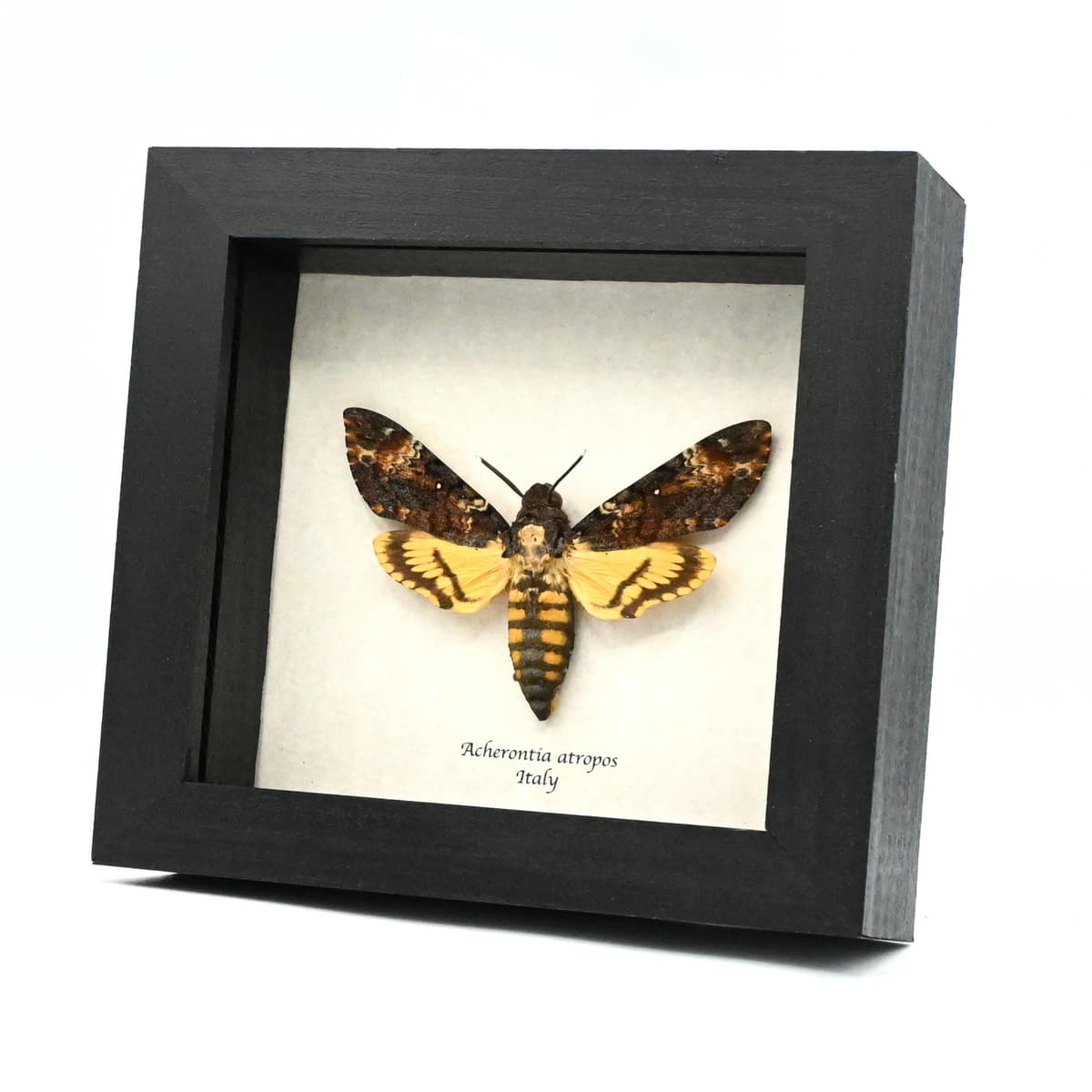 Real Large Death's-head Hawkmoth framed taxidermy moth - Acherontia atropos