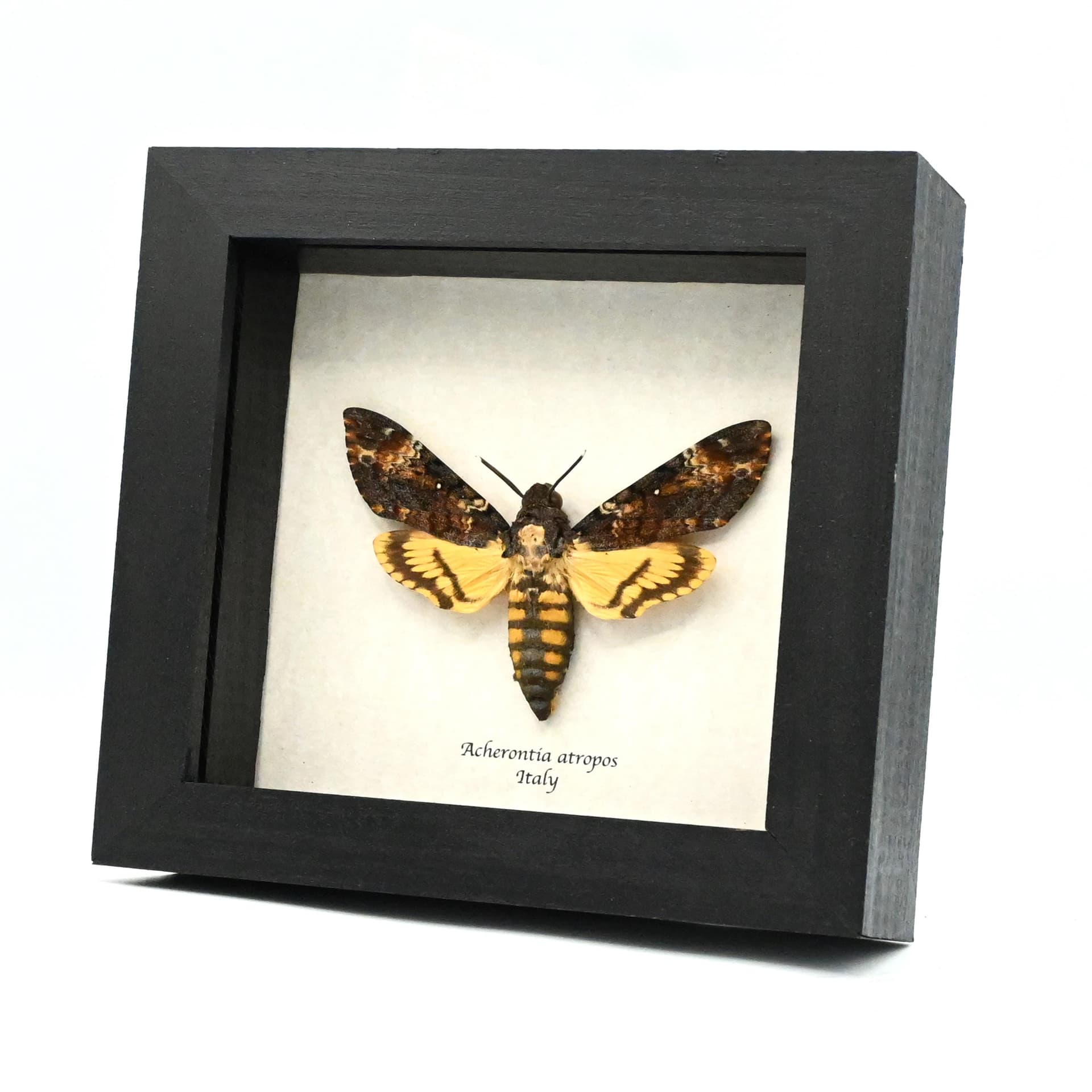 Real Large Death's-head Hawkmoth framed taxidermy moth - Acherontia atropos