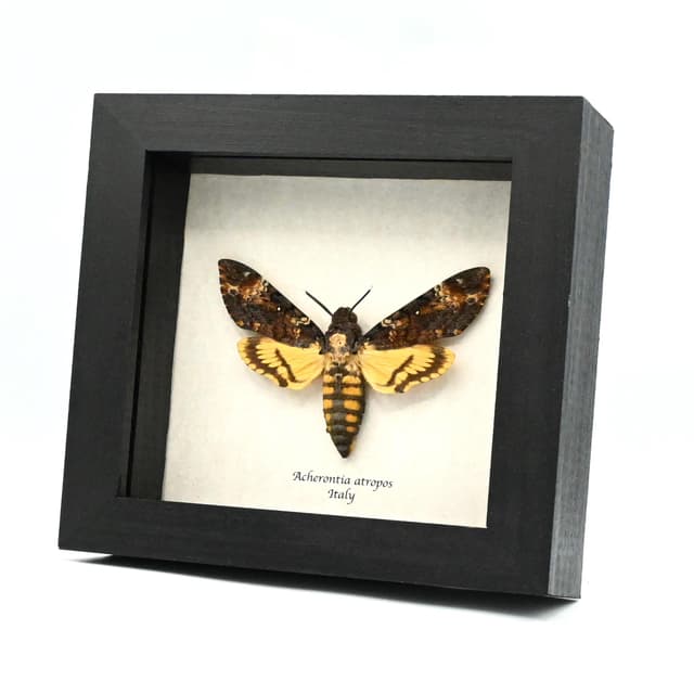 Real Large Death's-head Hawkmoth framed taxidermy moth - Acherontia atropos