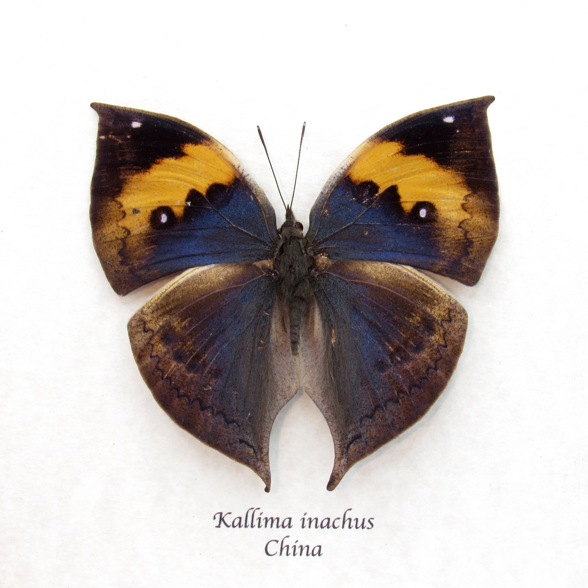 Real Blue Leaf butterfly framed taxidermy - Kallima inachus