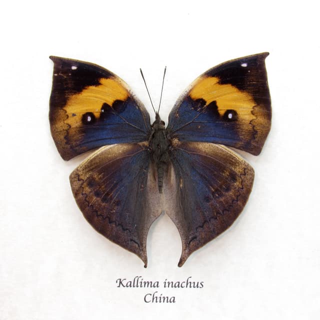 Real Blue Leaf butterfly framed taxidermy - Kallima inachus