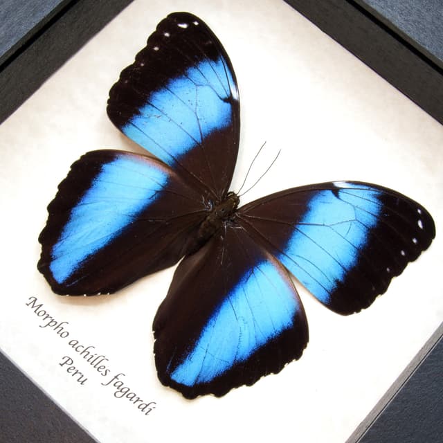 Real metallic blue Morpho butterfly framed taxidermy - Morpho achilles fagardi
