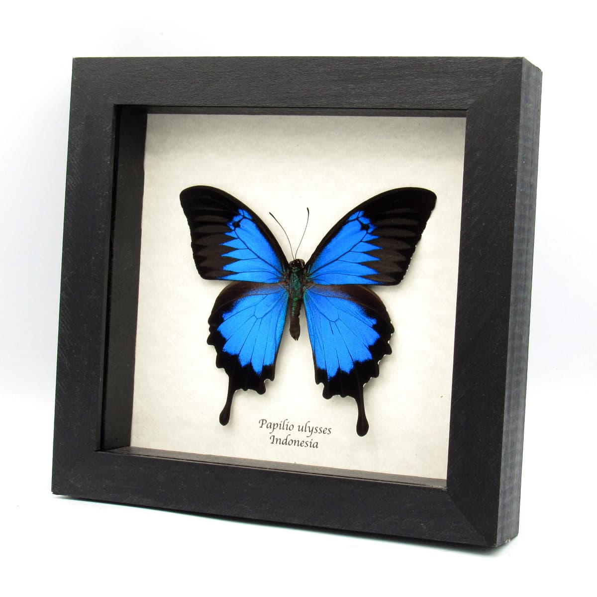 Real iridescent Blue Emperor butterfly framed taxidermy - Papilio ulysses