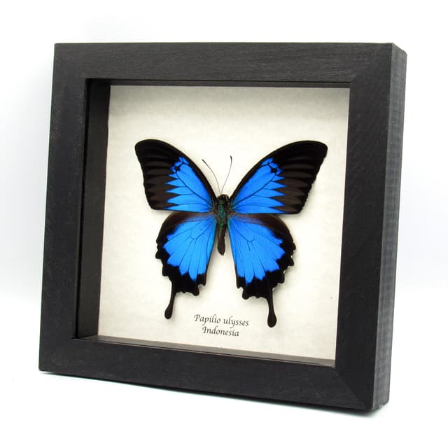Real iridescent Blue Emperor butterfly framed taxidermy - Papilio ulysses