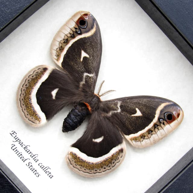 Rare Calleta Silkmoth framed taxidermy - Eupackardia calleta - large female