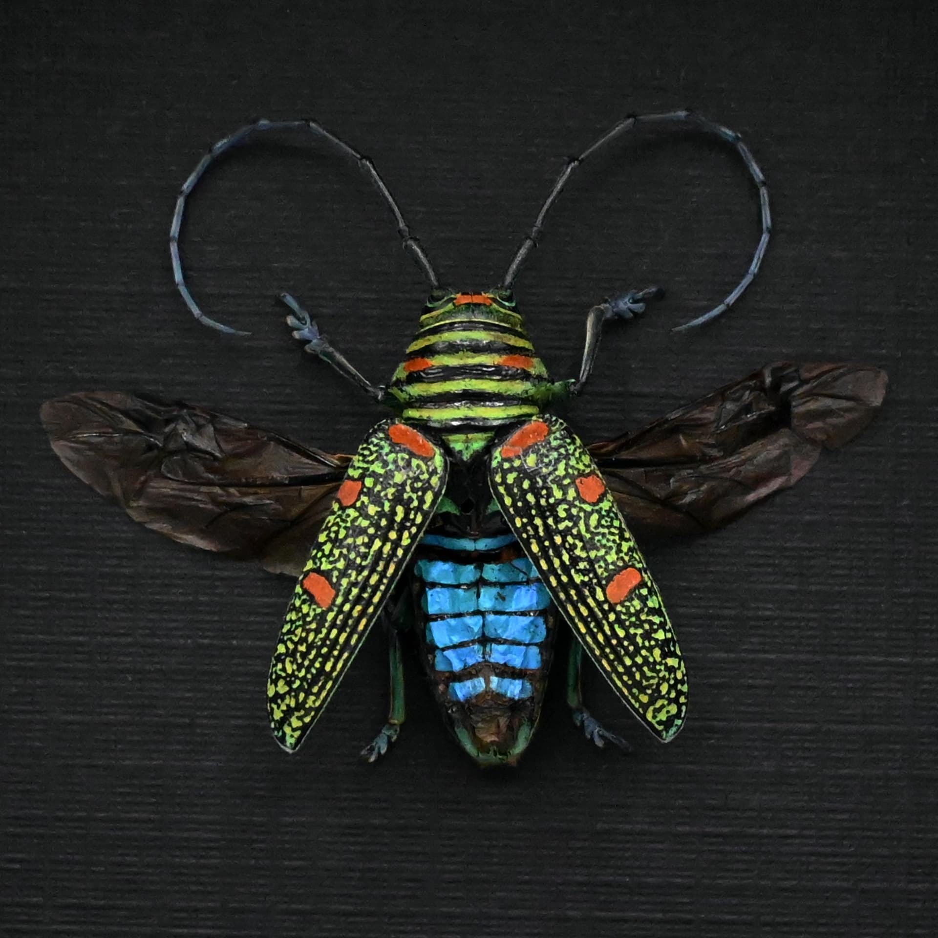 Real longhorn beetle framed taxidermy - Zographus regalis - female