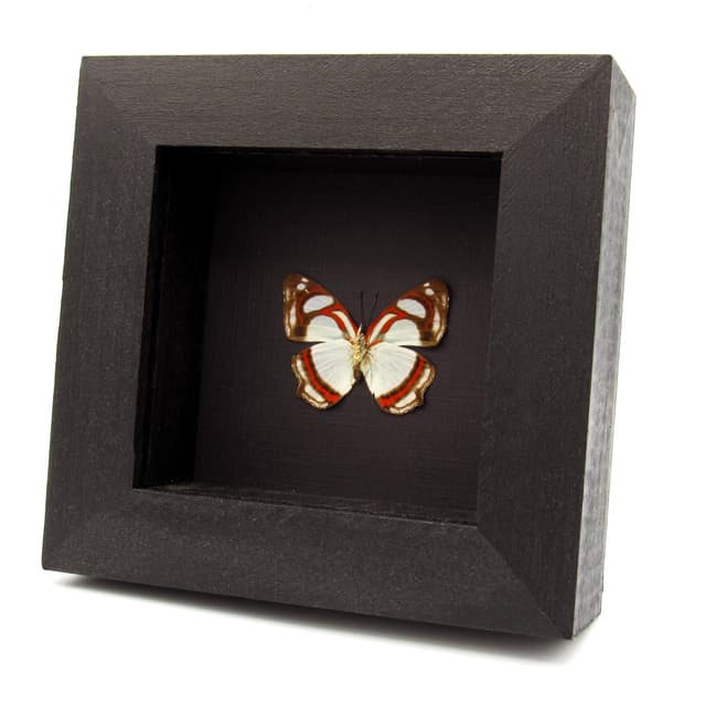 Real pale mint green butterfly framed taxidermy - Pyrrhogyra otolais nasica