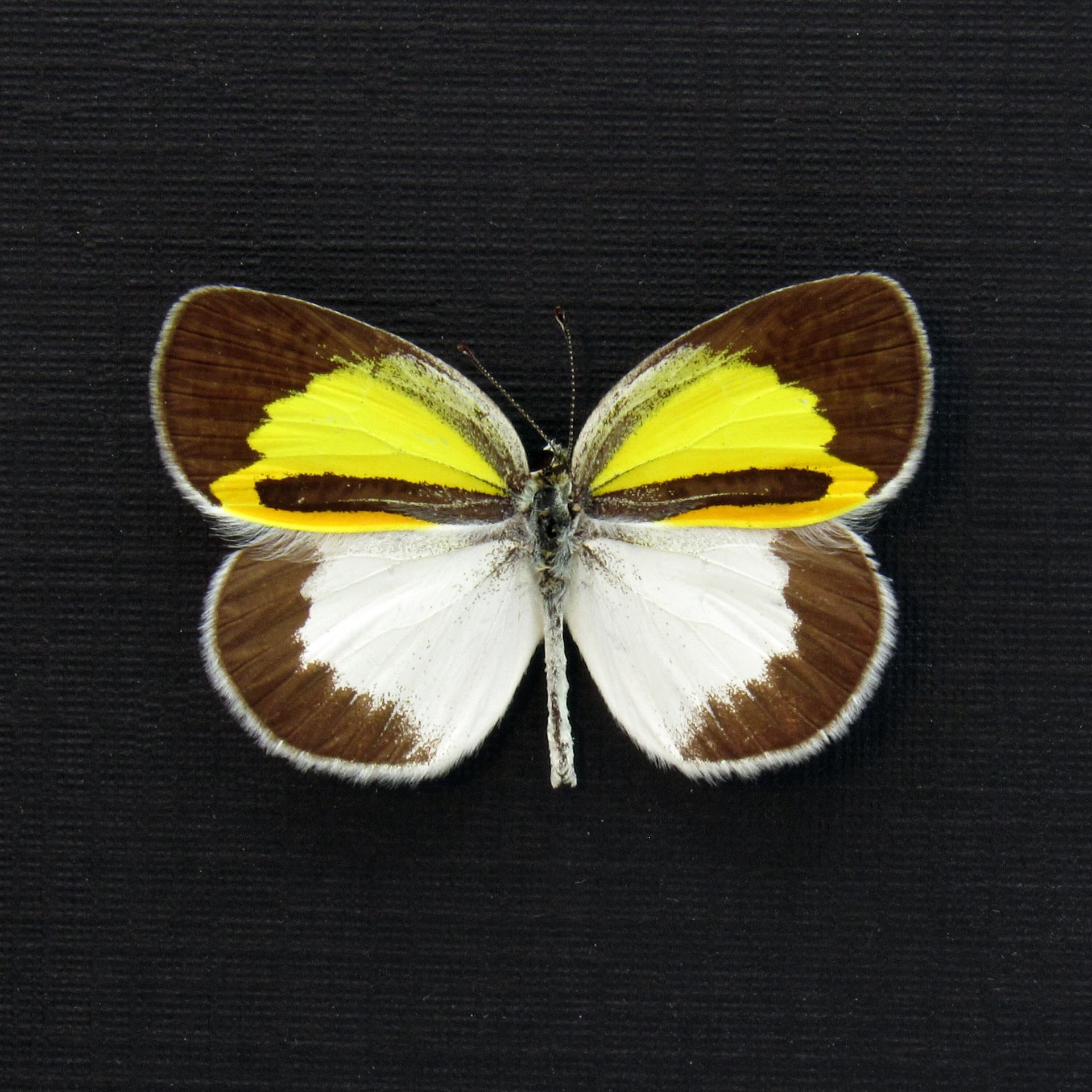 Real Caribbean Banded Yellow Eurema butterfly framed taxidermy - Eurema elathea
