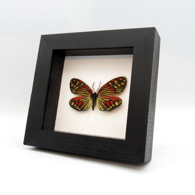 Real red Zygaenid moth framed taxidermy - Campylotes burmanus - large female
