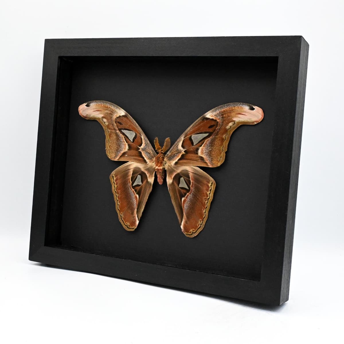Real Giant Atlas moth framed taxidermy - Attacus erebus