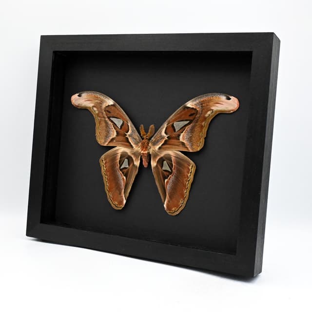 Real Giant Atlas moth framed taxidermy - Attacus erebus