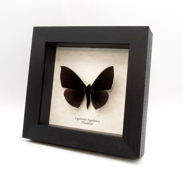 Large rare Erebid moth framed taxidermy - Lygniodes hypoleuca