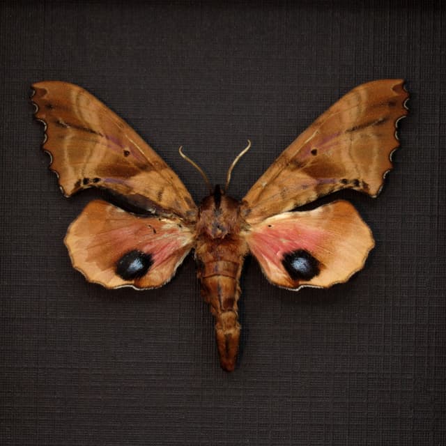 Real pink Blinded Sphinx moth framed taxidermy - Paonias excaecata - female