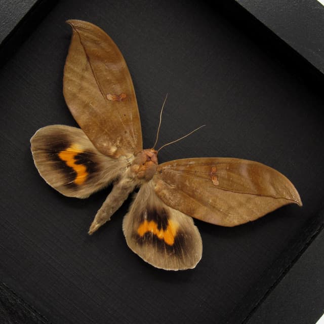 Large real fruit sucking moth framed taxidermy - Phyllodes eyndhovii