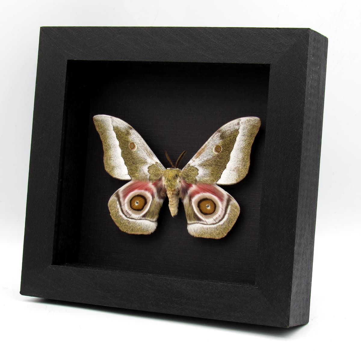 Real Saturn moth framed taxidermy - Gonimbrasia zambesina
