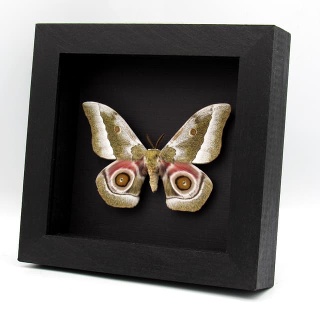 Real Saturn moth framed taxidermy - Gonimbrasia zambesina