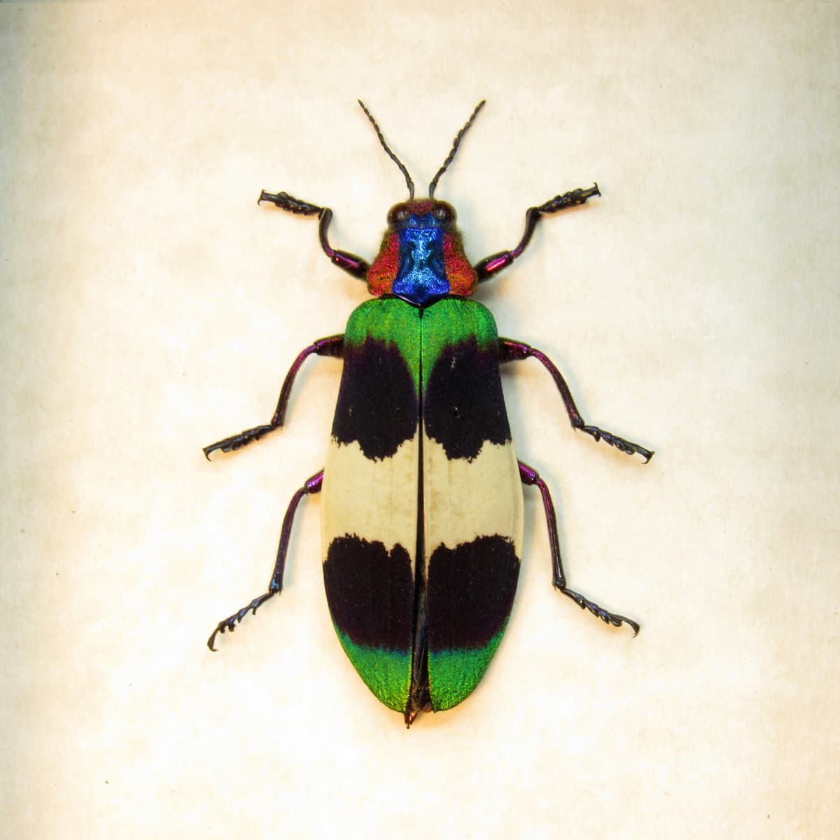 Rare Glittering Jewel beetle framed taxidermy - Chrysochroa corbetti