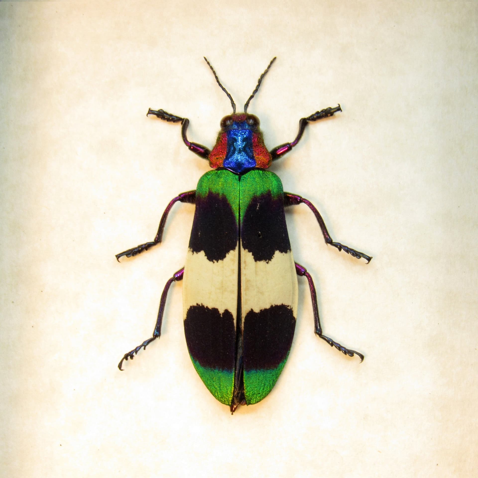 Rare Glittering Jewel beetle framed taxidermy - Chrysochroa corbetti