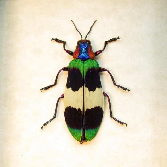 Rare Glittering Jewel beetle framed taxidermy - Chrysochroa corbetti