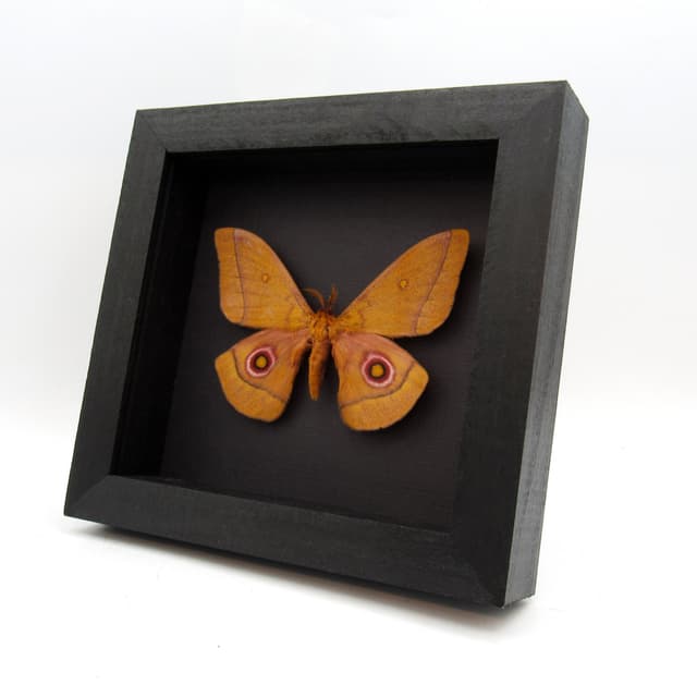 Rare African Emperor moth framed taxidermy - Gonimbrasia species