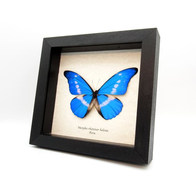 Real metallic blue Morpho butterfly framed taxidermy - Morpho rhetenor helena