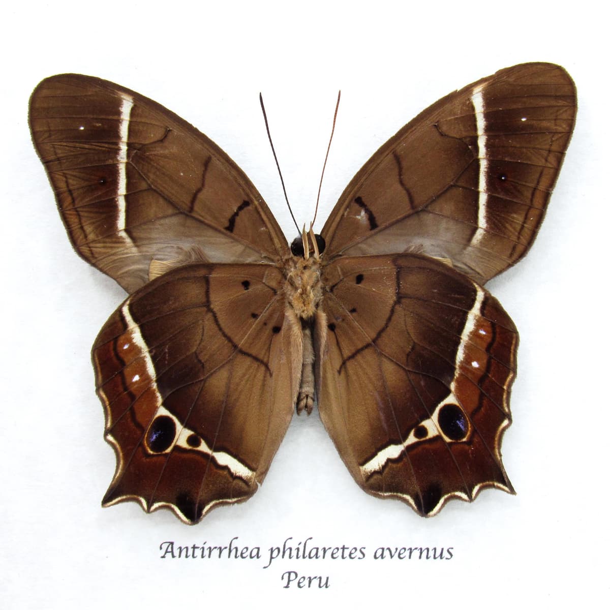 Rare Brown Morpho butterfly framed taxidermy - Antirrhea philaretes avernus