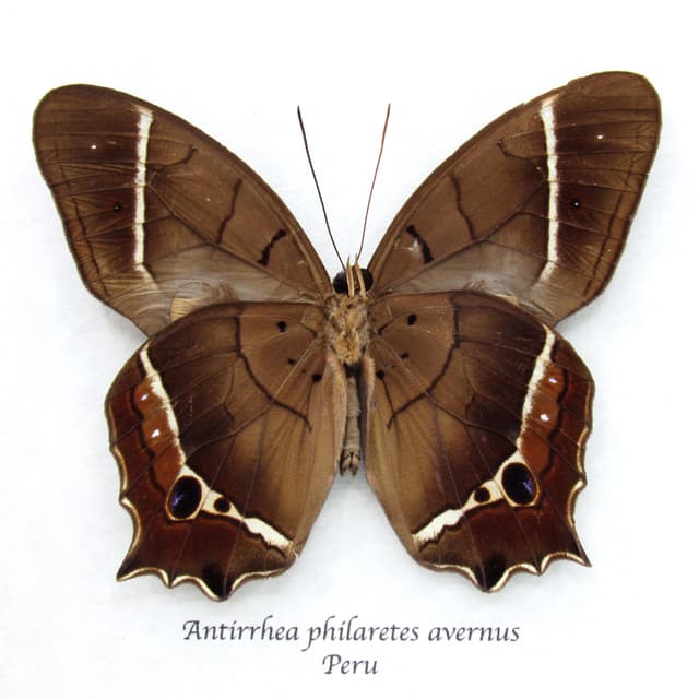 Rare Brown Morpho butterfly framed taxidermy - Antirrhea philaretes avernus