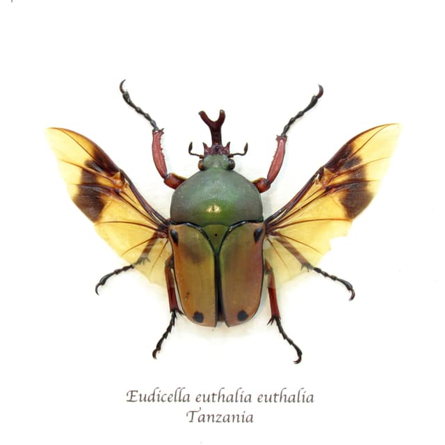 Real Flower beetle framed taxidermy - Eudicella euthalia euthalia