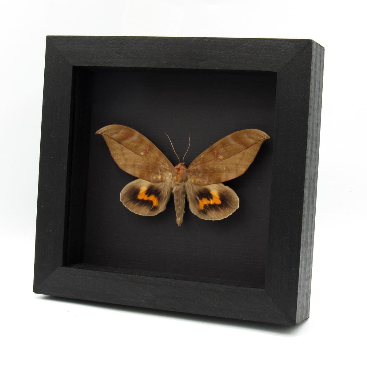 Large real fruit sucking moth framed taxidermy - Phyllodes eyndhovii