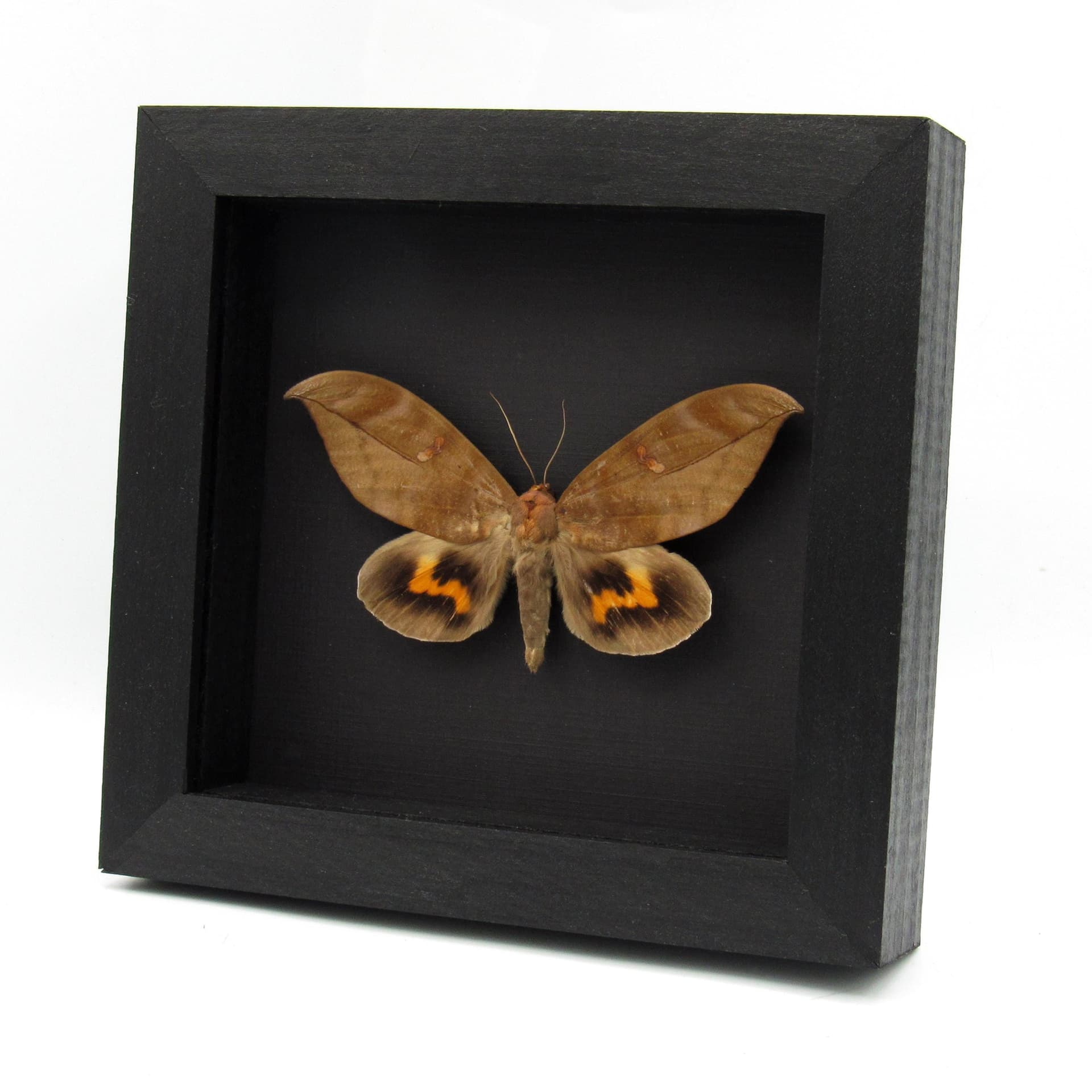 Large real fruit sucking moth framed taxidermy - Phyllodes eyndhovii